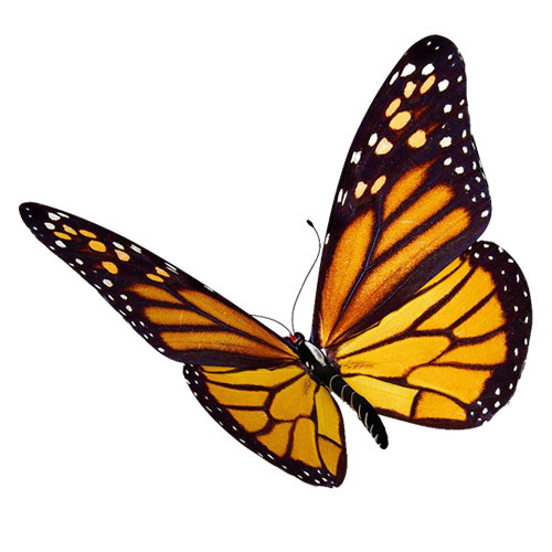 Remorph Butterfly Metamorphosis